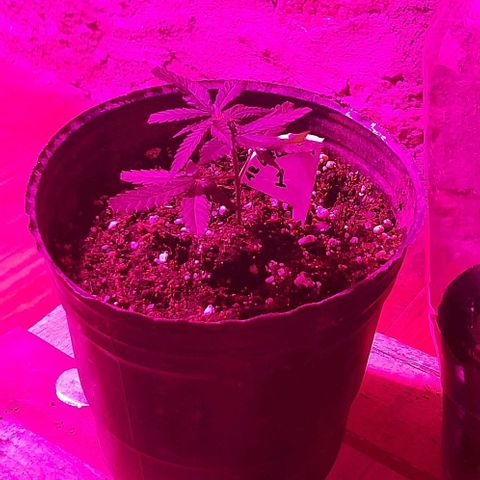 AmHz-2022-Spirit-CloneF1-bellota01 growlog timeline photo