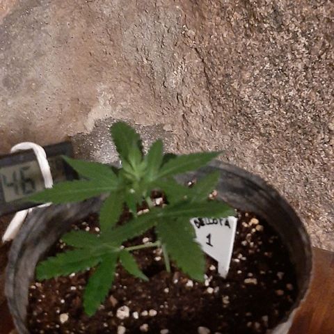 AmHz-2022-Spirit-CloneF1-bellota01 growlog timeline photo