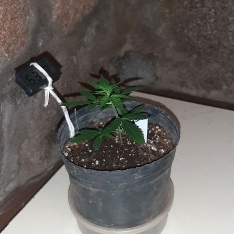 AmHz-2022-Spirit-CloneF1-bellota01 growlog timeline photo