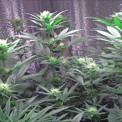  AmHz-2022-Spirit-S1-22THC-bellota growlog timeline photo