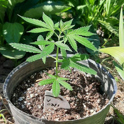 AmHz-2022-Spirit-CloneF1-bellota01 growlog timeline photo