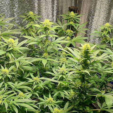  AmHz-2022-Spirit-S1-22THC-bellota growlog timeline photo