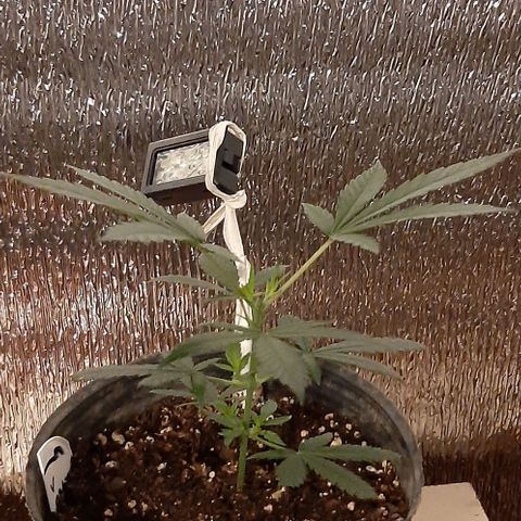 AmHz-2022-Spirit-CloneF1-bellota01 growlog timeline photo