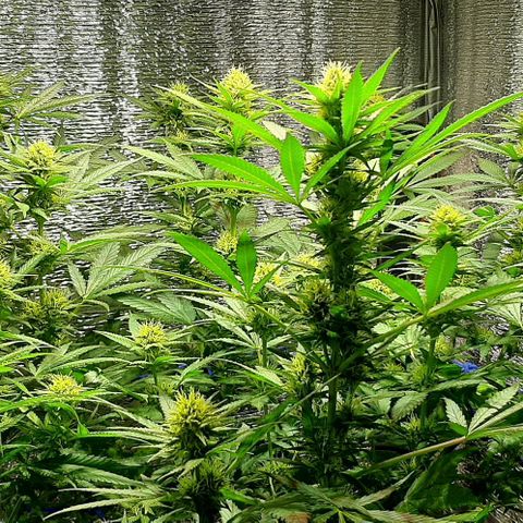  AmHz-2022-Spirit-S1-22THC-bellota growlog timeline photo