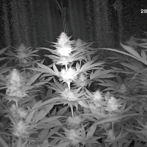  AmHz-2022-Spirit-S1-22THC-bellota growlog timeline photo