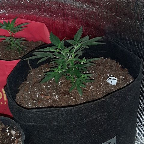 AmHz-2022-Spirit-CloneF1-bellota01 growlog timeline photo