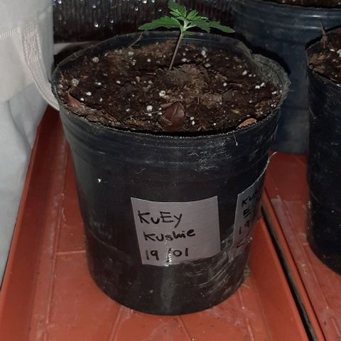KuEy-2022-OjitosRojos-S1-8CBD8THC-Rukia growlog timeline photo