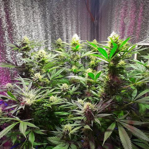  AmHz-2022-Spirit-S1-22THC-bellota growlog timeline photo