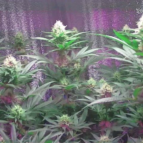  AmHz-2022-Spirit-S1-22THC-bellota growlog timeline photo