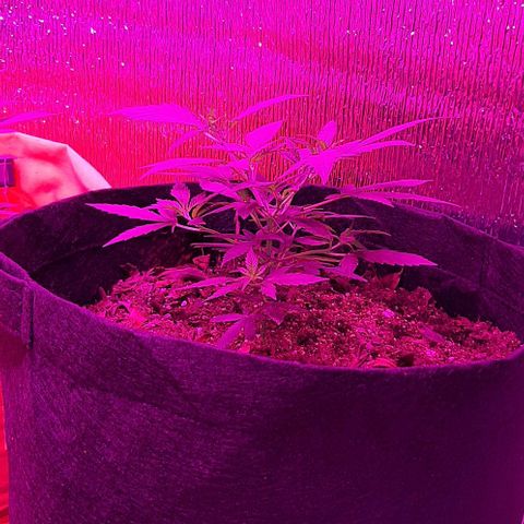 AmHz-2022-Spirit-CloneF1-bellota01 growlog timeline photo