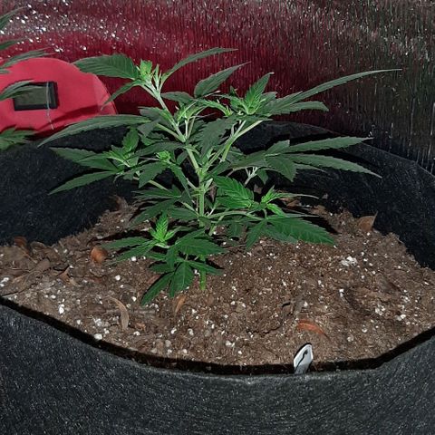 AmHz-2022-Spirit-CloneF1-bellota01 growlog timeline photo