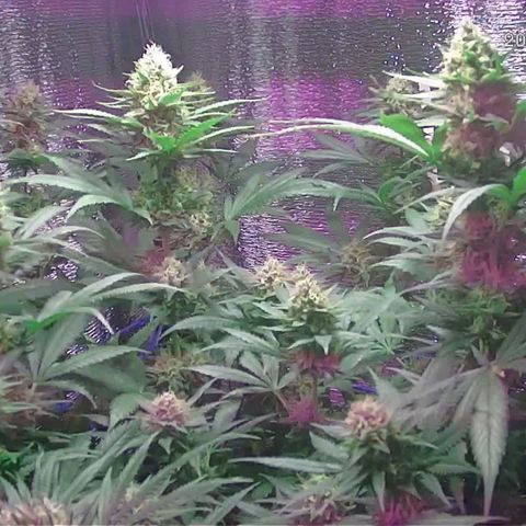  AmHz-2022-Spirit-S1-22THC-bellota growlog timeline photo