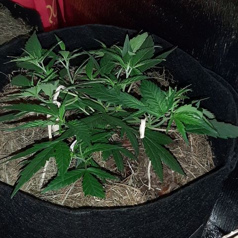 AmHz-2022-Spirit-CloneF1-bellota01 growlog timeline photo