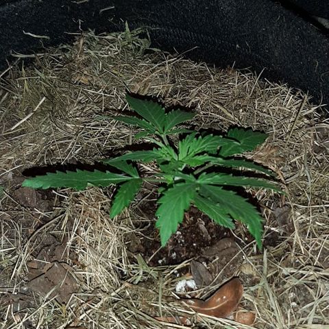 KuEy-2022-OjitosRojos-S1-8CBD8THC-Rukia growlog timeline photo