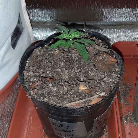 KuEy-2022-OjitosRojos-S1-8CBD8THC-Rukia growlog timeline photo