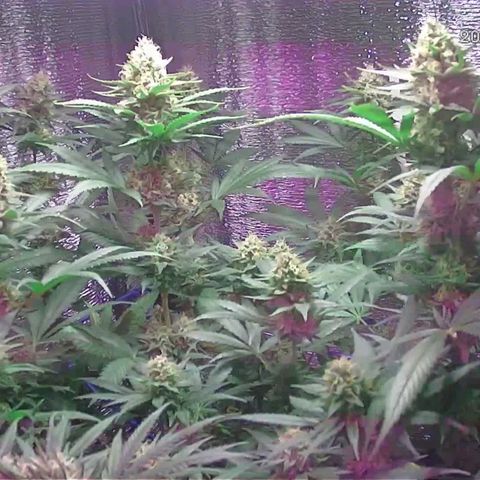  AmHz-2022-Spirit-S1-22THC-bellota growlog timeline photo