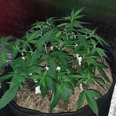 AmHz-2022-Spirit-CloneF1-bellota01 growlog timeline photo