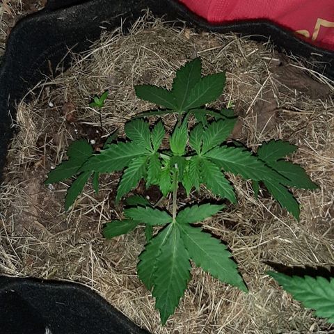 KuEy-2022-OjitosRojos-S1-8CBD8THC-Rukia growlog timeline photo