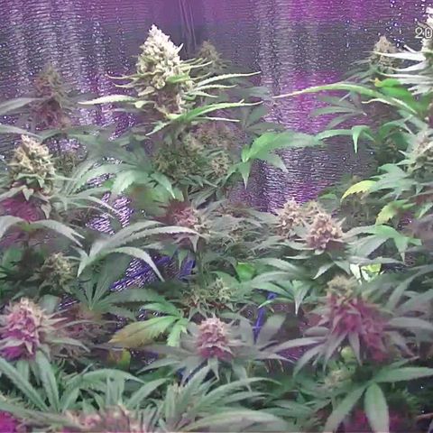  AmHz-2022-Spirit-S1-22THC-bellota growlog timeline photo