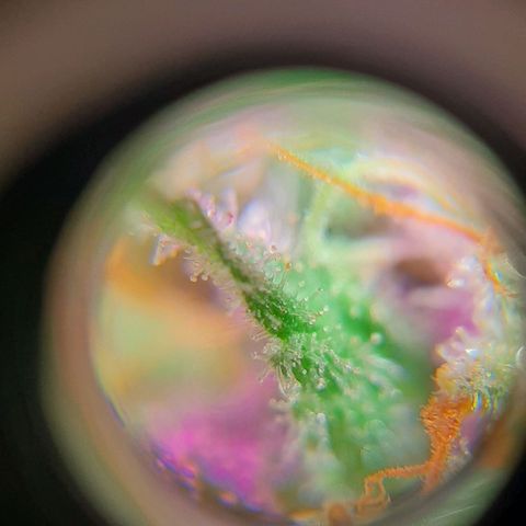  AmHz-2022-Spirit-S1-22THC-bellota growlog timeline photo