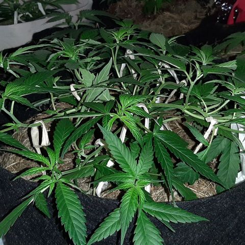 AmHz-2022-Spirit-CloneF1-bellota01 growlog timeline photo