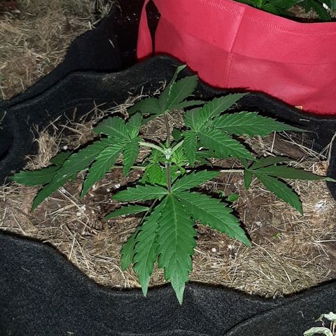 KuEy-2022-OjitosRojos-S1-8CBD8THC-Rukia growlog timeline photo