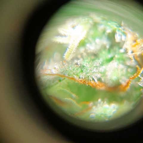  AmHz-2022-Spirit-S1-22THC-bellota growlog timeline photo
