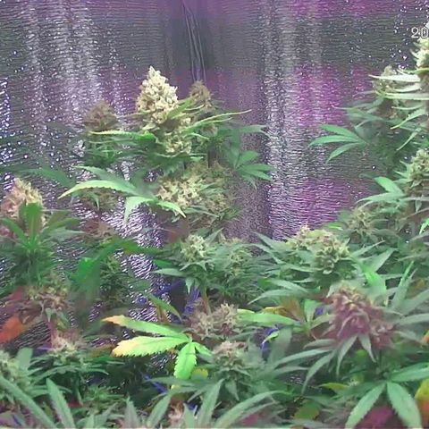  AmHz-2022-Spirit-S1-22THC-bellota growlog timeline photo