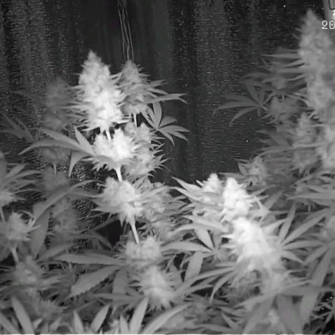  AmHz-2022-Spirit-S1-22THC-bellota growlog timeline photo