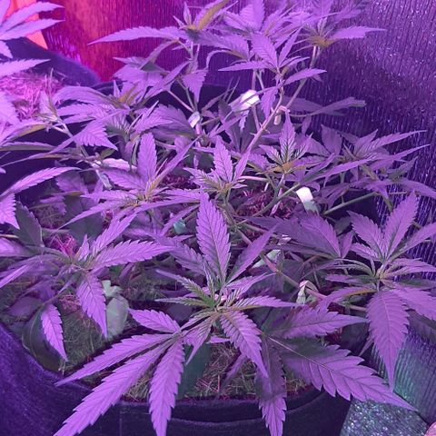 AmHz-2022-Spirit-CloneF1-bellota01 growlog timeline photo