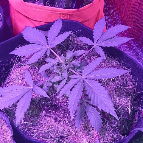 KuEy-2022-OjitosRojos-S1-8CBD8THC-Rukia growlog timeline photo
