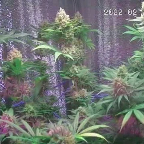  AmHz-2022-Spirit-S1-22THC-bellota growlog timeline photo