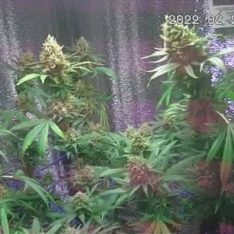  AmHz-2022-Spirit-S1-22THC-bellota growlog timeline photo