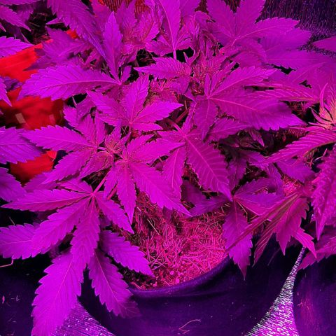 KuEy-2022-OjitosRojos-S1-8CBD8THC-Rukia growlog timeline photo