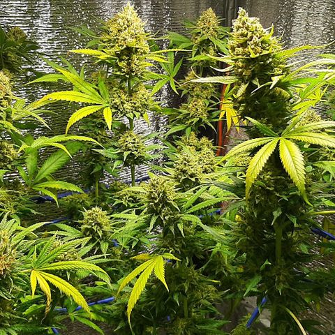  AmHz-2022-Spirit-S1-22THC-bellota growlog timeline photo