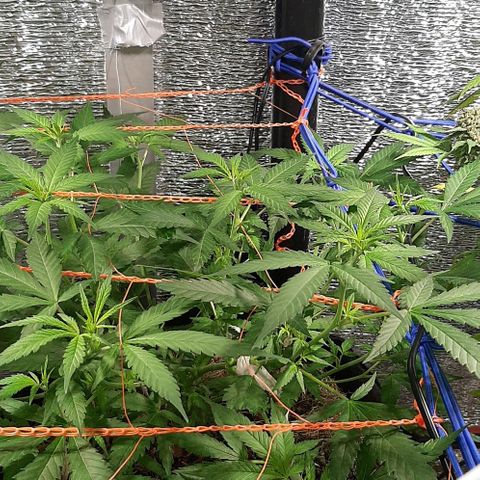 AmHz-2022-Spirit-CloneF1-bellota01 growlog timeline photo