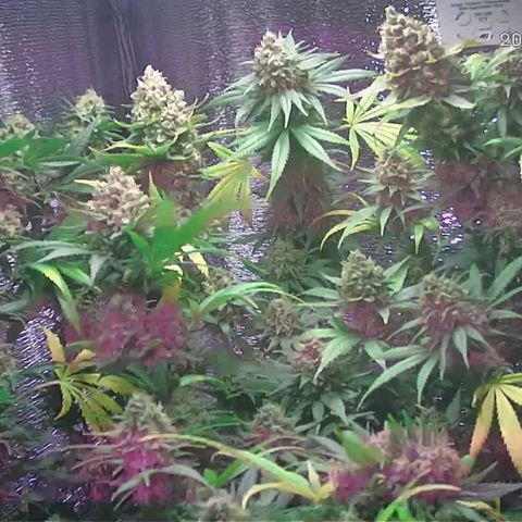  AmHz-2022-Spirit-S1-22THC-bellota growlog timeline photo