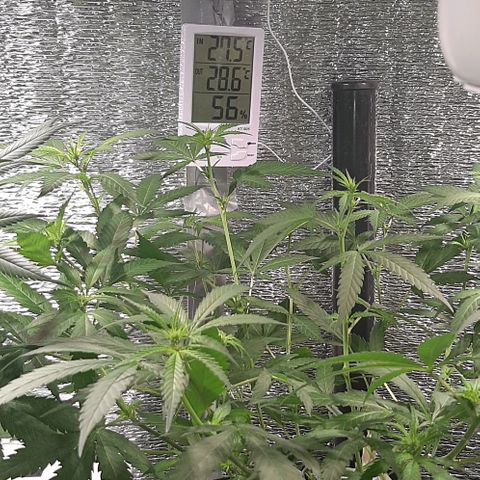 AmHz-2022-Spirit-CloneF1-bellota01 growlog timeline photo