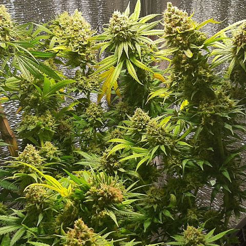  AmHz-2022-Spirit-S1-22THC-bellota growlog timeline photo