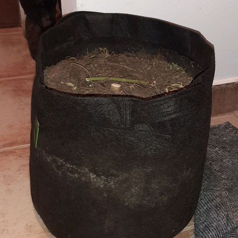  AmHz-2022-Spirit-S1-22THC-bellota growlog timeline photo