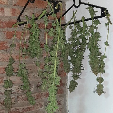  AmHz-2022-Spirit-S1-22THC-bellota growlog timeline photo