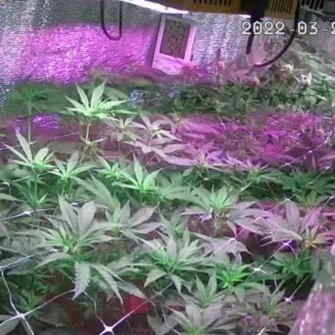 AmHz-2022-Spirit-CloneF1-bellota01 growlog timeline photo