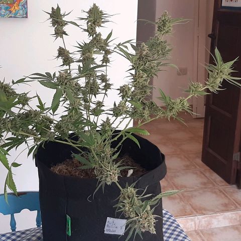 AmHz-2022-Spirit-CloneF1-bellota01 growlog timeline photo