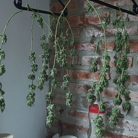 AmHz-2022-Spirit-CloneF1-bellota01 growlog timeline photo