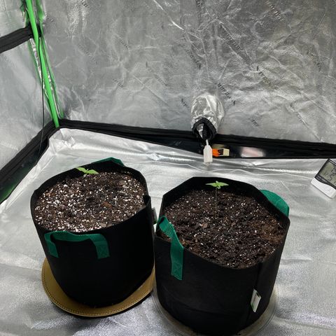 Unknown strain growlog photo: I wait till there 3inch then move them never want to risk root bonding them the more space the roots have the higher potential yield if everything is done right.