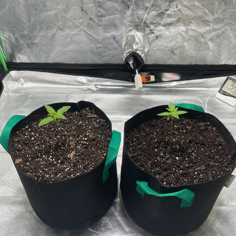 Unknown strain growlog photo: Beautiful 