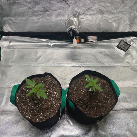 Unknown strain growlog photo: Coming along…