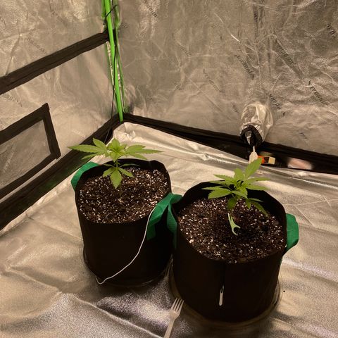 Unknown strain growlog photo: This is about two weeks since they went in dirt. 90% indica so it’ll be short and a easy grow in this 4x4 tent have one light now but will switch to two light for flower stage.