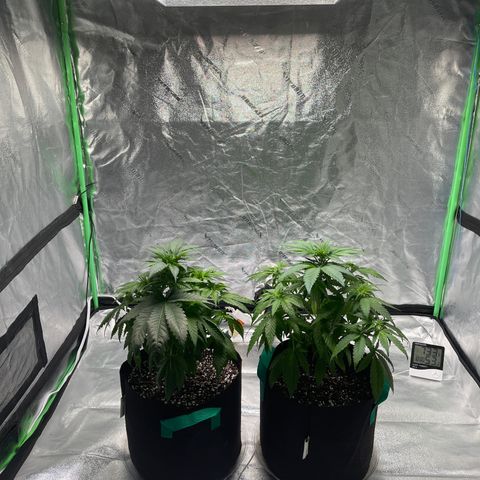 Unknown strain growlog photo: This is what they look like after I clipped most of the big fan leaves.