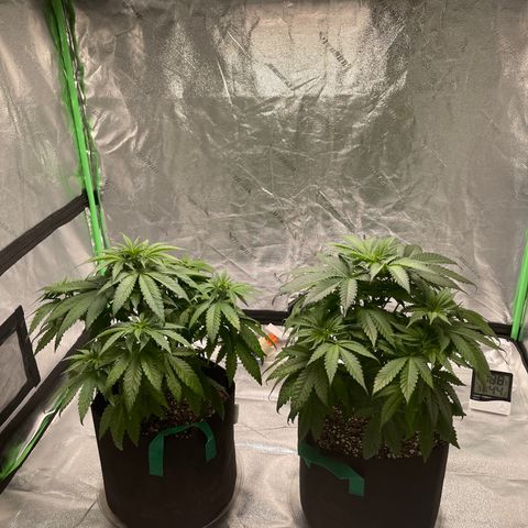 Unknown strain growlog photo: This is about a week after i defoliated most of the huge fan leaves, still having trouble getting light to lower half. I recommend only trimming once during veg if your new to this! And just clip bottom 3 tiers and keep top. If you know how to gage your plants overall health then you can defoliate 2-4 times during veg to lollipop to get better buds, I prefer quality over quantity. With this strain northern lights they don’t get tall and ate very bushy. Research your plant before growing it! All strains have different characteristics and need different spaces/climates.